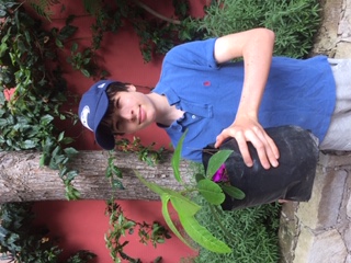 Bougianvillea